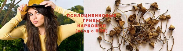 ПСИЛОЦИБИНОВЫЕ ГРИБЫ Балахна